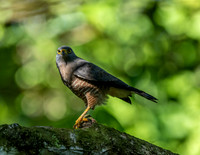COSTA RICA