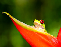 MACRO