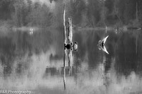 ZENFOLIO PORTFOLIO_-37.jpg