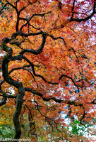 ZENFOLIO PORTFOLIO_-40.jpg