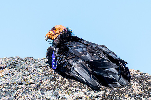 American Condor - Pinnacles NP