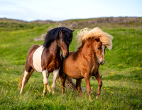 WILDLIFE